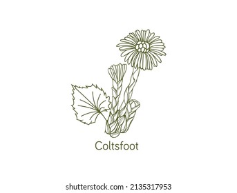 coltsfoot smokable plant line art vector illustration 