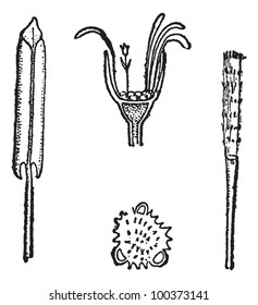 Coltsfoot oder Tussilago farfara, zeigt (im Uhrzeigersinn von links) Blütenblätter, Blumenkopf, Stil und Pollen (vergrößert), Vintage gravierte Illustration. Wörterbuch der Wörter und Dinge - Larive and Fleury 1895