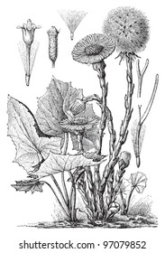 Coltsfoot (Tussilago Farfara) / vintage illustration from Meyers Konversations-Lexikon 1897