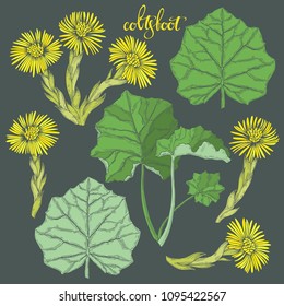 Coltsfoot.Hand drawn  vector illustration, isolated floral elements for design on a dark gray background.