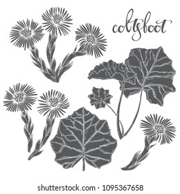 Coltsfoot.Sketch.Hand drawn silhouette vector illustration, isolated floral elements for design on white background.