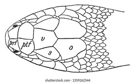 Coluber Head where Coluber constrictor is a species of nonvenomous colubrid snake and endemic to North America, vintage line drawing or engraving illustration.