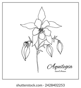 Columbine aquilegia flower blossom. Isolated vector botanical illustration: retro, vintage, hand drawn, black and white, outline. For coloring book, botanical illustration, design, decoration.