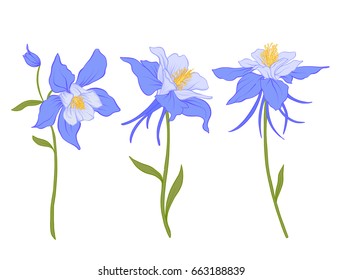 Columbine, aquilegia, flowers.