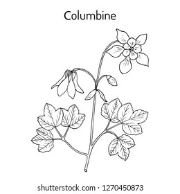 Columbine (aquilegia vulgaris), or granny's bonnet, medicinal plant. Hand drawn botanical vector illustration