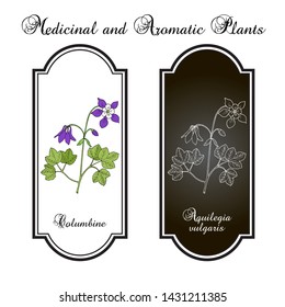 Columbine (aquilegia vulgaris), or granny's bonnet, medicinal plant. Hand drawn botanical vector illustration