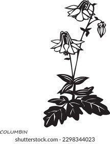 Columbine flower blossom. Isolated vector botanical illustration: 