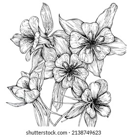 Columbine flower drawing with ink.