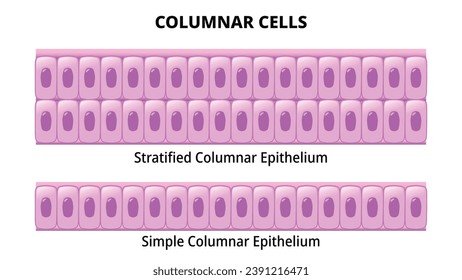 Columnar Cell - Simple Columnar Epithelium - Stratified Columnar Epithelium - Histology Medical Vector Illustration