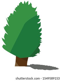 Columnar English Yew design by illustration