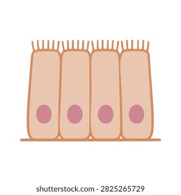 Columnar Epithelial Tissue Cells Educational Diagram