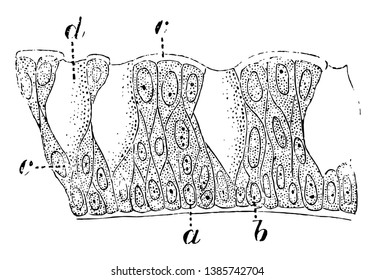 Columnar epithelium consists of cells which are cylindrical or prismatic is form containing a large oval nucleus, vintage line drawing or engraving illustration.