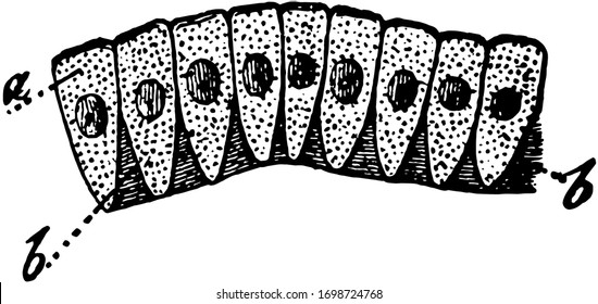 The columnar epithelium is a variety of simple epithelium in which the cells have a prismatic shape, vintage line drawing or engraving illustration.