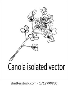 colza flower isolated vector. Canola mustard hand drawn isolated vector.