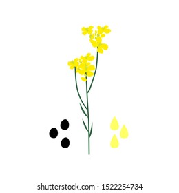  Colza oil icon. Flat vector illustration of plant, seeds and a drop of oil.