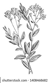 Comandra umbellata grows six to eighteen inches tall. The flowers are whitish. The leaves are thin, oblong, and pale beneath, vintage line drawing or engraving illustration.