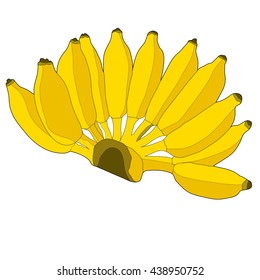 comb of bananas in vector. illustration of fruit on white background.