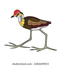 Comb Crested Jacana. Vector illustration isolated on white background.