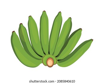 Comb de bananas crudas o plátanos verdes en vectores. Ilustración de la fruta sobre fondo blanco