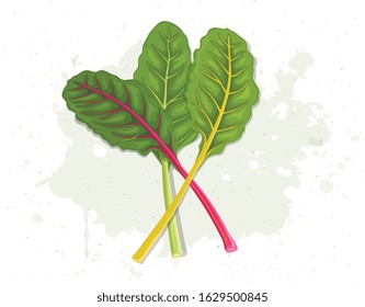 combination of swiss chard leaves vector illustration