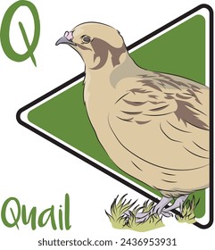 The combination of their stocky bodies and pointed wings makes Quails stand out. This is a terrestrial species, feeding on seeds and insects on the ground. Quails move surprisingly fast.