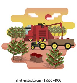 Combine harvester is harvest the coffee berries on plantation. Agricultural machinery. Tractor with a trailer loaded with coffee. Farm work. Flat cartoon vector illustration