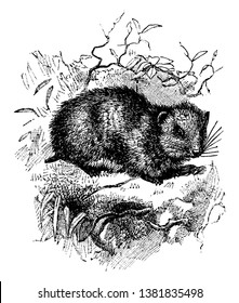 Combrat is a genus of small rodents with small ears, vintage line drawing or engraving illustration.