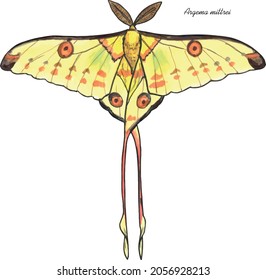 Comet Moth, butterfly with it's latin name. Live trace of marker sketch set.