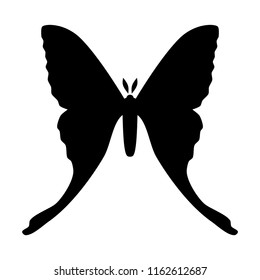 Comet moth vector icon isolated on white background. Female