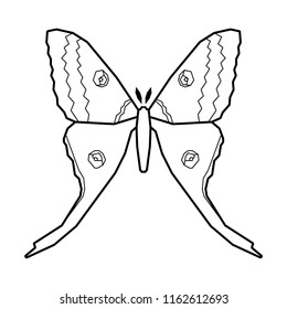 Comet moth vector icon isolated on white background. Female