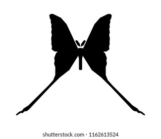 Comet moth vector icon isolated on white background. Male