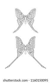 Comet moth vector isolated on white background. Male and female. Set of illustration