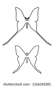 Comet moth vector isolated on white background. Male and female. Set of icon