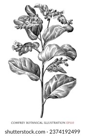 Comfrey botanical vintage illustration black and white clip art