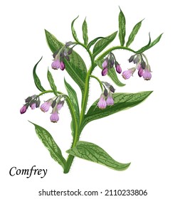 Comfrey branch with leaves and flowers, vector colorful illustration of medicinal plants.