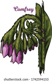 Comfrey or comphrey, blackwort, common comfrey, slippery root vector illustration. Quaker-comfrey, cultivated boneset, knitbone, consound, and slippery-root used in cosmetics and medicine
