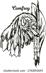 Comfrey o comphrey, hilo negro, comfrey común, ilustración de la raíz resbaladiza vectorial. Quaker-comfrey, boneset cultivado, knitbone, consound, and slippery root utilizado en cosméticos y medicina monocromática