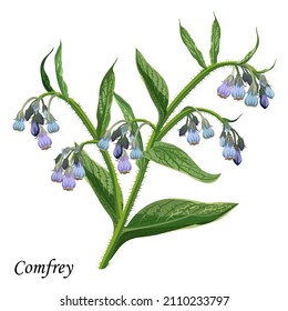 Comfrey (Comphrey, Symphytum officinale), planta con hojas verdes, flores y brotes violetas y violetas brillantes, ilustración vectorial.