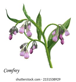 Comfrey (Comphrey, Symphytum officinale), plant with green leaves, bright purple and pink flowers, vector illustration.