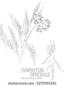 Comfrey or Grande consoude root and leafs vector contour. Symphytum officinale plant outline. Set of Symphytum officinale herb in Line for pharmaceuticals. Contour drawing of medicinal herbs