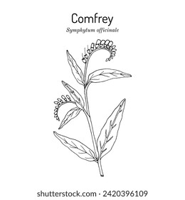 Comfrey (Symphytum officinale), medicinal plant. Hand drawn botanical vector illustration