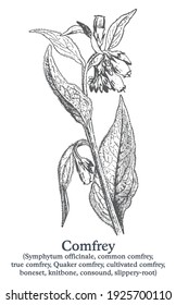 Comfrey. Vector hand drawn plant. Vintage medicinal plant sketch.