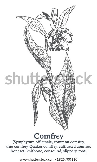 Comfrey. Vector hand drawn plant. Vintage\
medicinal plant\
sketch.