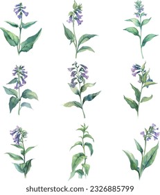 Comfrey.Set of watercolor bluebells, hand drawn illustration on white background