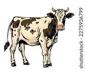 Comic cow Vectors, coloring page, vector illustration, COLOR, white background