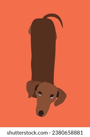 El perro cómico adorable con personajes de cachorrito vector. Perro de Dachshund desde arriba. ilustración perdida. Mascotas amigas humanas.