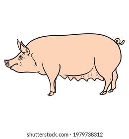 comic pig from the side. vector isolated.
