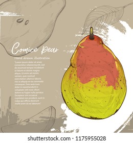 Comice Pear. illustration of Pear. drawing fruit on background design.