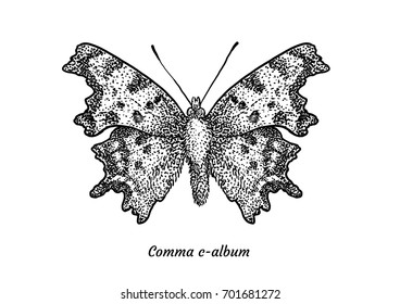 Comma butterfly illustration, drawing, engraving, ink, line art, vector