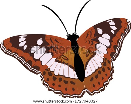 The Commander, an uncommon Nymphalid, found in peninsular India.